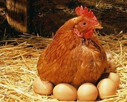 蛋鸡
